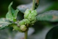 Organic Thai hybrid variety of medicinal plant ashwagandha fruits growing in Herb ashwagandha field , Herb ashwagandha fruits