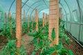 Close up organic tomato plant branch inside greenhouse. Royalty Free Stock Photo