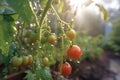 close-up of organic tomato plants with dew Royalty Free Stock Photo