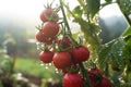 close-up of organic tomato plants with dew Royalty Free Stock Photo