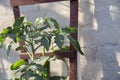 Close up of organic tomatoes leaves attached to a wooden trellis