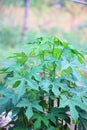 Close-up, organic vegetable, Mexican kale with lots of leaves for cooking.