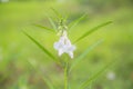 Close-up of organic white flower sesame with green leaf in field at summer. Herb vegetable plants growth in garden for healthy