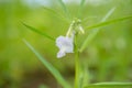 Close-up of organic white flower sesame with green leaf in field at summer. Herb vegetable plants growth in garden for healthy