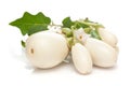 Close-up of organic white fresh eggplant or brinjal with leaf Solanum melongena isolated over white background