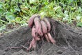 Close up on organic yams, sweet potatoes harvesting