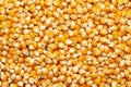 Close-up of organic yellow corn seed or maize Zea mays Full-Frame Background. Royalty Free Stock Photo