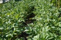 A close up of an organical big green potato bush with flowers on a garden bed growing in a private garden in spring and summer for