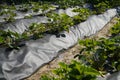 A close up of an organical big green potato bush with flowers on a garden bed growing in a private garden in spring and summer for