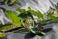 A close up of an organical big green potato bush with flowers on a garden bed growing in a private garden in spring and summer for