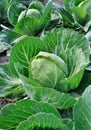 Close-up of organically cultivated ripening cabbage