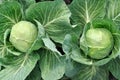 Close-up of organically cultivated ripening cabbage