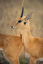 Close-up of oribi behind another in grass