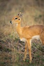 Close-up of oribi standing in tall grass Royalty Free Stock Photo
