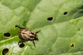 Oriental Beetle- Anomala orientalis