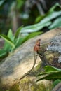 Oriental garden lizard in forest Royalty Free Stock Photo