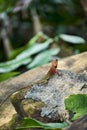 Oriental garden lizard in forest Royalty Free Stock Photo