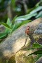 Oriental garden lizard in forest Royalty Free Stock Photo