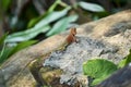 Oriental garden lizard in forest Royalty Free Stock Photo