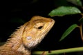 Close-up oriental garden lizard, gold chameleon Royalty Free Stock Photo