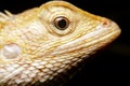 Close-up oriental garden lizard, gold chameleon Royalty Free Stock Photo