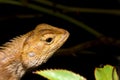 Close-up oriental garden lizard, gold chameleon Royalty Free Stock Photo