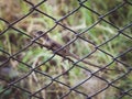 Close up oriental garden lizard perched on Wire cage a green nature background. Royalty Free Stock Photo
