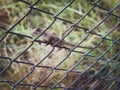 Close up oriental garden lizard perched on Wire cage a green nature background. Royalty Free Stock Photo