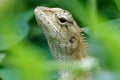 Close-up of an oriental garden lizard (Calotes versicolor) in green grass Royalty Free Stock Photo
