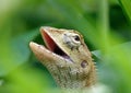 Close-up of an oriental garden lizard (Calotes versicolor) in green grass Royalty Free Stock Photo