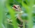 Close-up of an oriental garden lizard (Calotes versicolor) in green grass Royalty Free Stock Photo