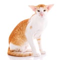 Close-up of an Oriental Shorthair cat Royalty Free Stock Photo