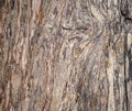 Close up Original brown wood from tree background and texture Royalty Free Stock Photo