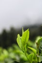 Sri Lanka`s original Tea leaves macro close up