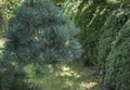 Close-up of original two-tone pine needles of Japanese pine Pinus parviflora Glauca in focus,