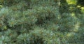 Close-up of original two-tone pine needles of Japanese pine Pinus parviflora Glauca in focus.