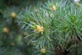 Close-up of original two-tone pine needles of Japanese pine Pinus parviflora Glauca with pine male cones.
