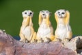 Three wise meerkats Royalty Free Stock Photo