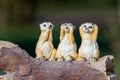 Three wise meerkats Royalty Free Stock Photo