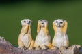 Three wise meerkats Royalty Free Stock Photo