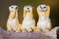 Three wise meerkats Royalty Free Stock Photo