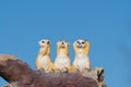 Three wise meerkats Royalty Free Stock Photo