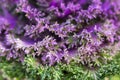 Close up of ornamental cabbage.