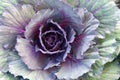 Close Up ornamental cabbage in the garden. Royalty Free Stock Photo