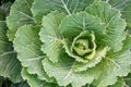 Close Up ornamental cabbage in the garden. Royalty Free Stock Photo