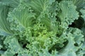 Close Up ornamental cabbage in the garden.