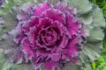 Close-up of ornamental cabbage