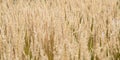 Close up of an ornamental cereal plant field with blurred foregound and background and focused middleground