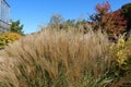 Close up of Ornamental Chinese Silver Grass at Sinnissippi Gardens with fall foliage on the trees and shrubs in the background