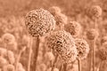 Close up of ornamental onion Allium flowers buds toned in color of year 2024 - Peach Fuzz.